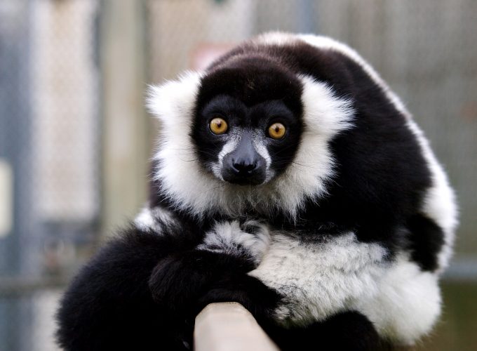 Wallpaper lemur, cute animals, funny, Animals 575089224